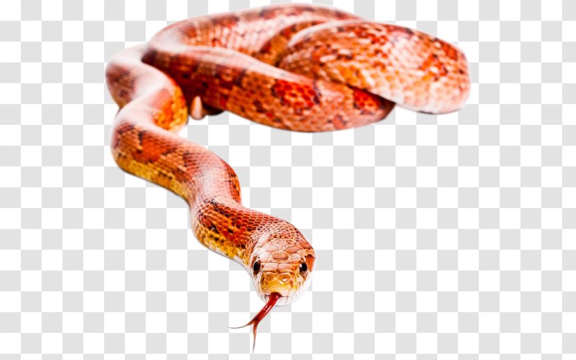Boa Constrictor Corn Snake Milk Old World Sand Boas - Hognosed Snakes Transparent PNG