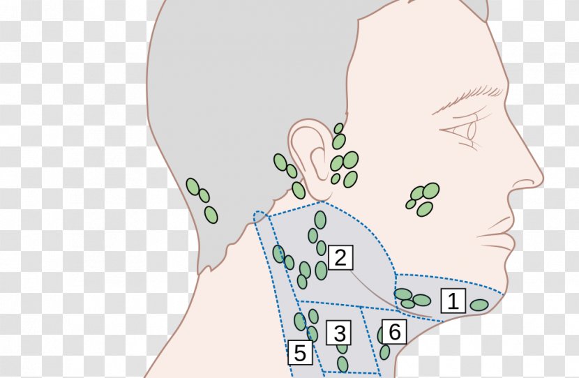 Ear Head And Neck Anatomy Diagram Lymph Node - Cartoon Transparent PNG