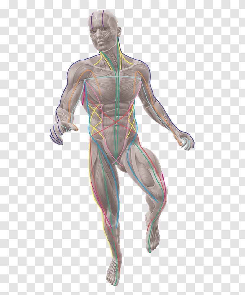 Anatomy Trains: Myofascial Meridians For Manual And Movement Therapists Human Body - Flower - Train Transparent PNG