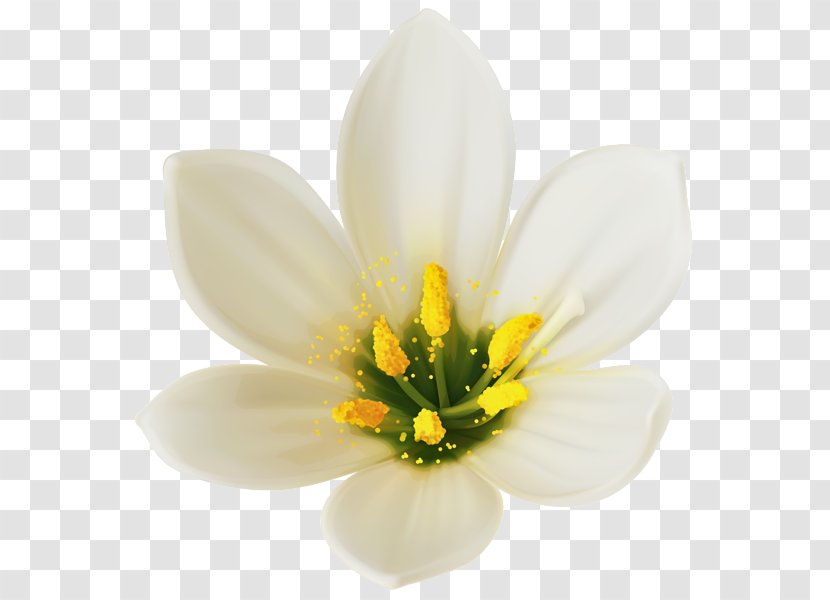 White Wine Flower Clip Art - Lilium Transparent PNG