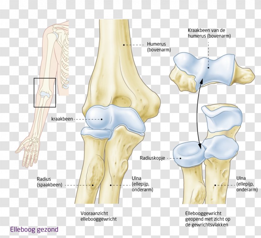 Shoulder Hip Knee Elbow - Human Body - Design Transparent PNG