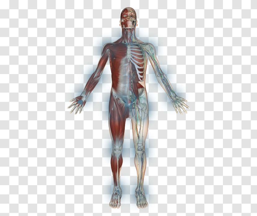 Shoulder Homo Sapiens Skeleton Muscle Arm - Cartoon Transparent PNG