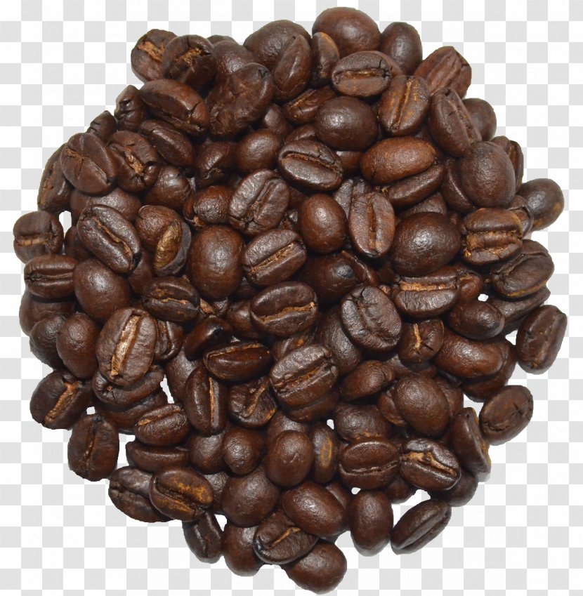Jamaican Blue Mountain Coffee Cocoa Bean Sierra Maestra Arabica - Tgl Co - Monsoon Wood Malabar Aa Transparent PNG