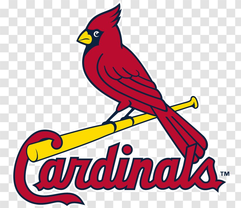 Busch Stadium Logos And Uniforms Of The St. Louis Cardinals MLB - Beak - Graphic Bird Watching Transparent PNG