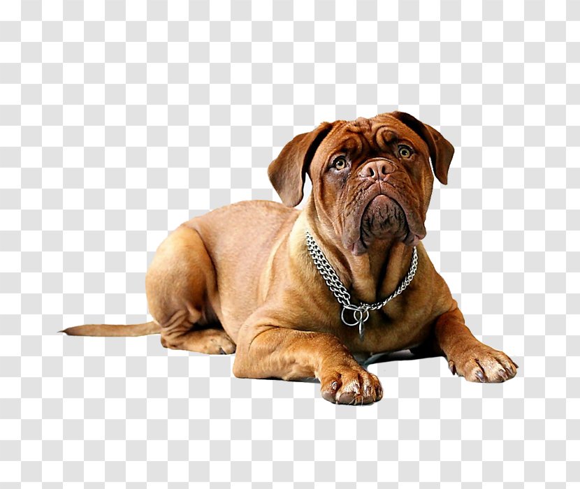 Dogue De Bordeaux English Mastiff Dogo Argentino Bullmastiff Miniature Pinscher - Carnivoran - Puppy Transparent PNG