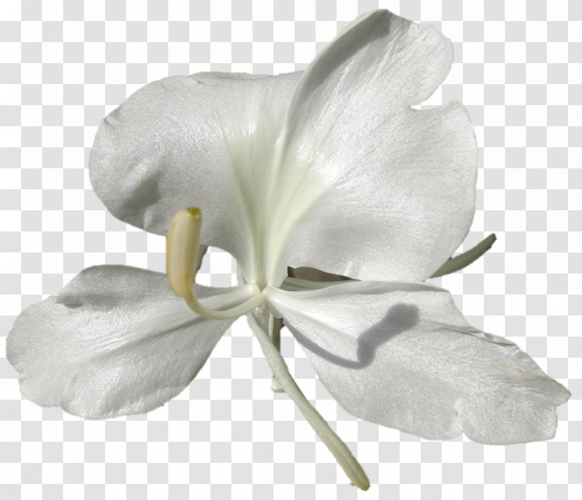 Moth Orchids Cut Flowers Petal - White - Darshan Transparent PNG