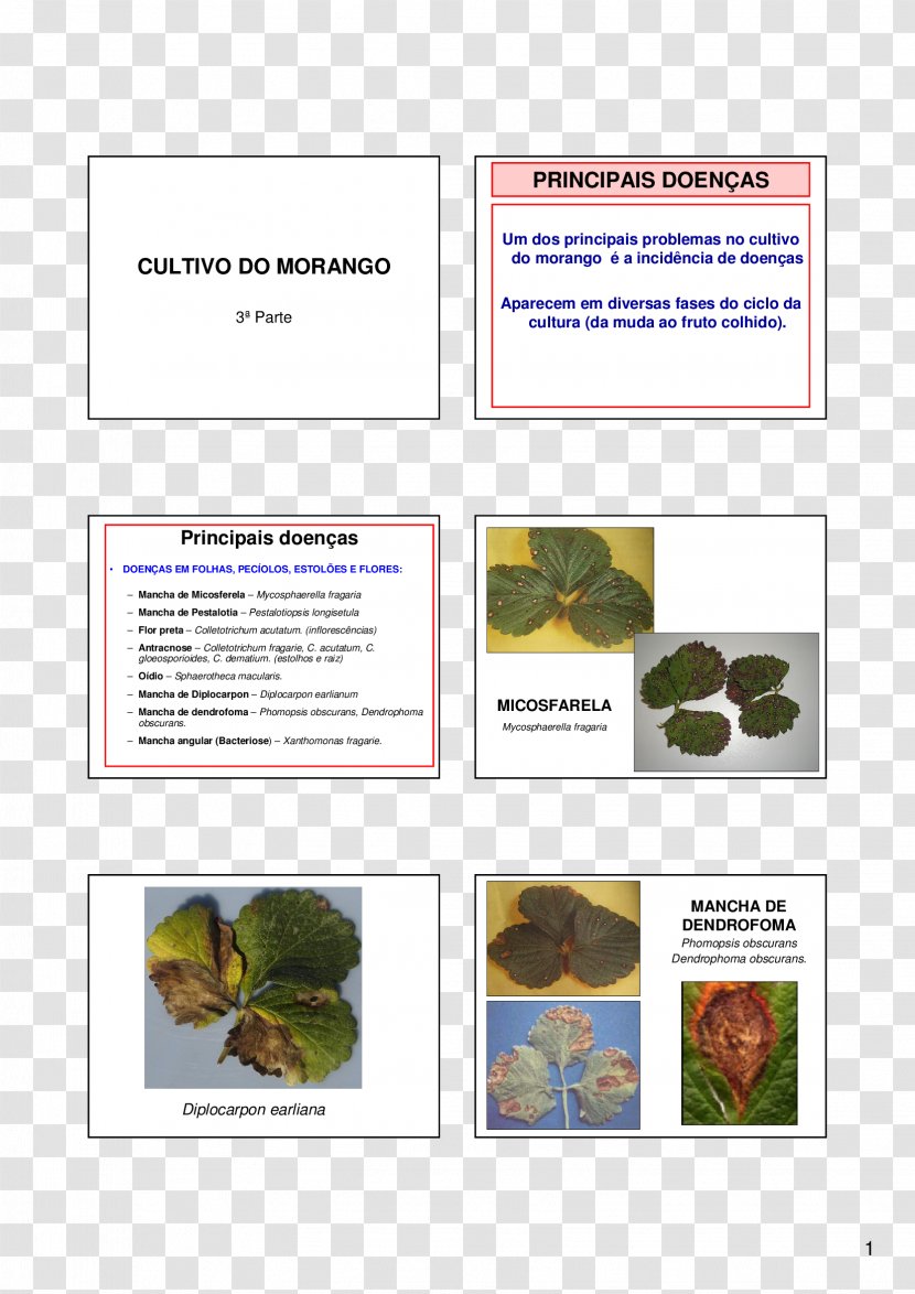 Diplocarpon Organism Stain Brochure - Text - Morango Transparent PNG