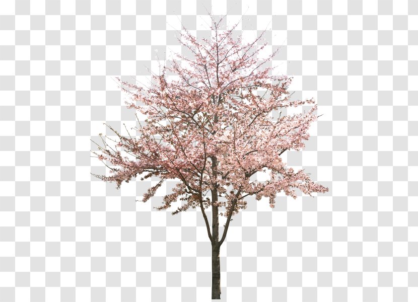 Cherry Blossom Tree Peach Transparent PNG