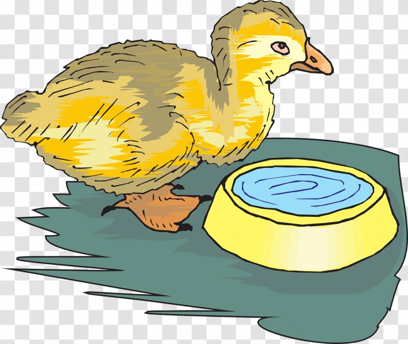 Bird Chicken Water Clip Art - Duck Transparent PNG