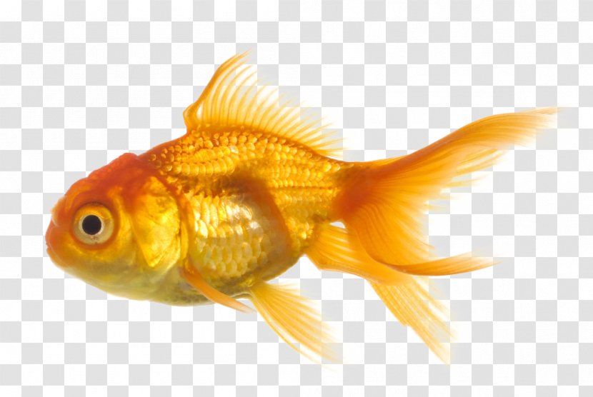 Common Goldfish Clip Art Carp Image - Fish Transparent PNG