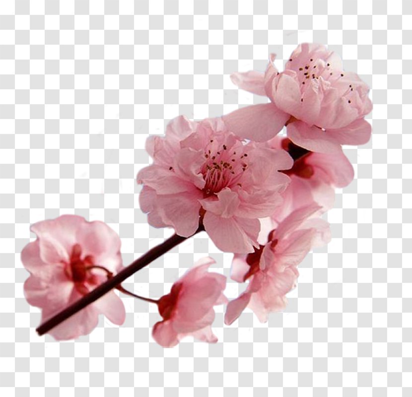 National Cherry Blossom Festival Cerasus Transparent PNG