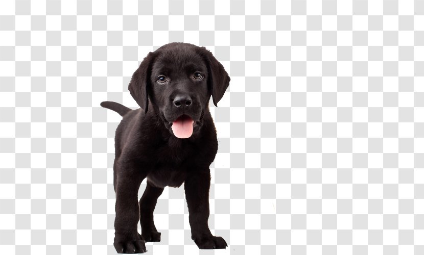 Labrador Retriever Training Your Puppy French Bulldog Pet - Dog Breed Group Transparent PNG