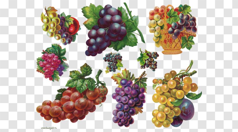 Grape Decoupage Berry Clip Art - Flowering Plant Transparent PNG