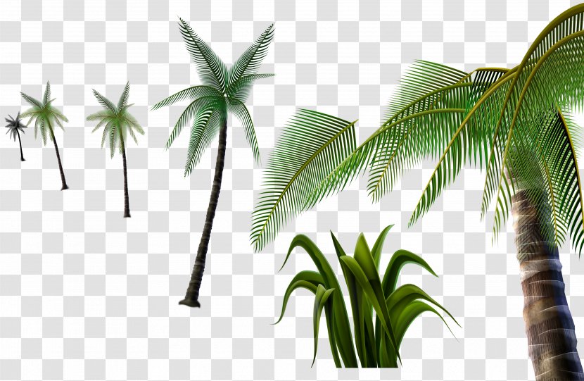 Coconut Tree - Palm - Material 3D Pull-free Transparent PNG