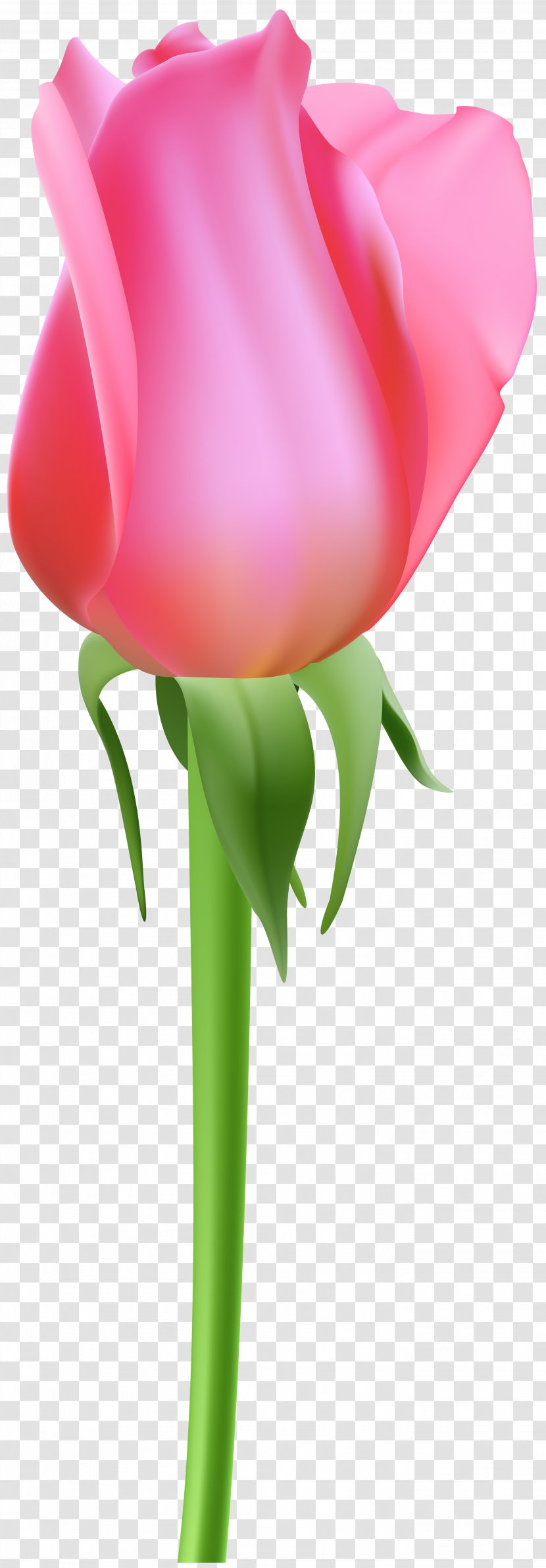Garden Roses Clip Art Image Graphics - Cut Flowers - Rose Transparent PNG
