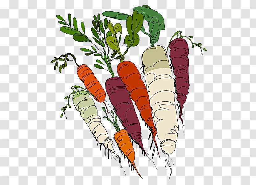 Carrot Organic Food Vegetable Illustration - Masterfile Corporation - Hand-painted Transparent PNG