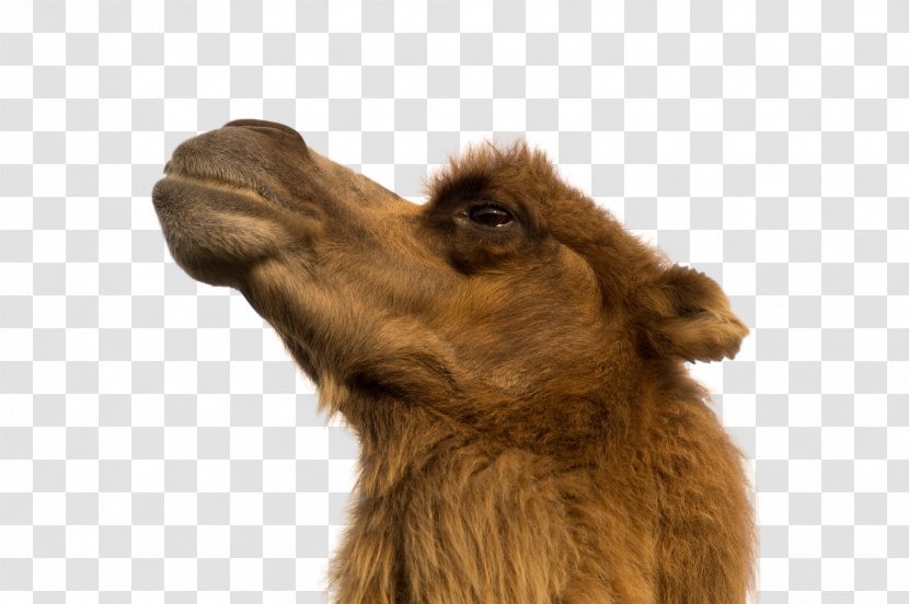 Camel Animal Photography React Desert - Homo Sapiens Transparent PNG