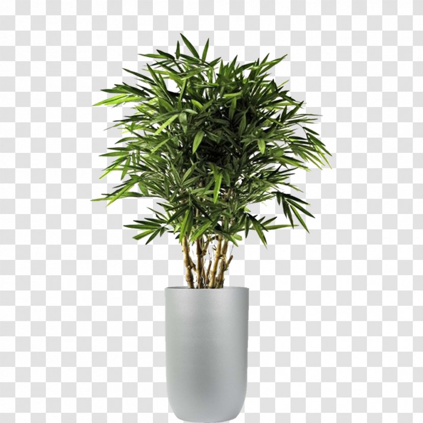 Polyscias Fruticosa Plants Tree Artificial & Dried Flora Dracaena Fragrans - Flowerpot Transparent PNG