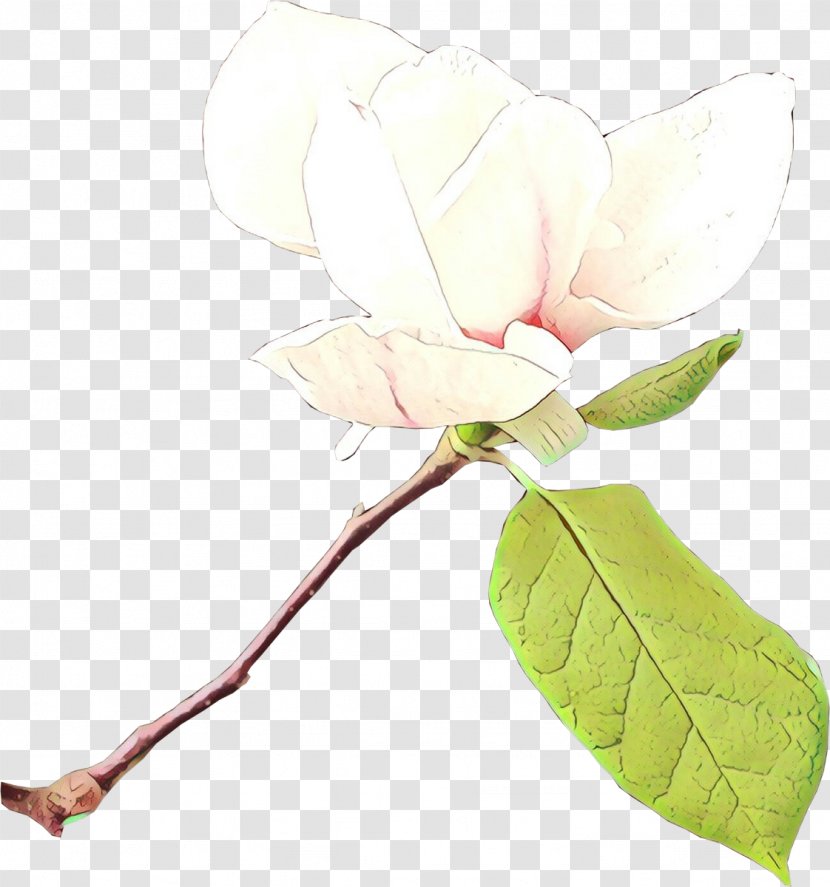 Flower Plant Leaf Magnolia Branch - Petal Family Transparent PNG