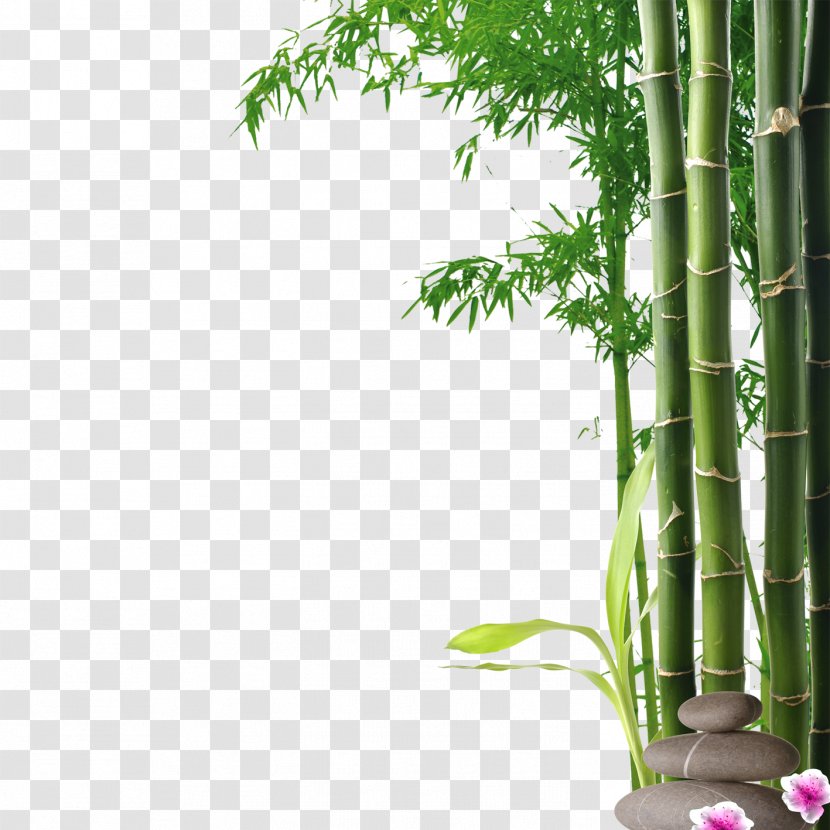 Mural Wall Nature Painting Art - Frame - Bamboo Transparent PNG