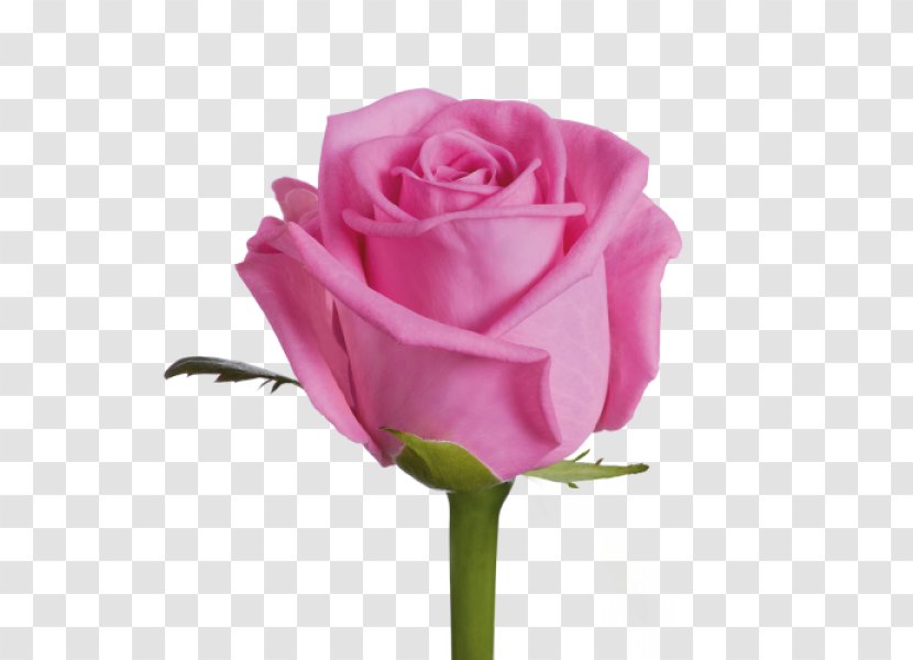 Garden Roses Cut Flowers Pink - Floral Design - Rose Transparent PNG
