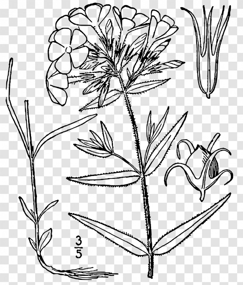 Phlox Pilosa Divaricata Line Art Paniculata Drawing - Floral Design - Flower Transparent PNG