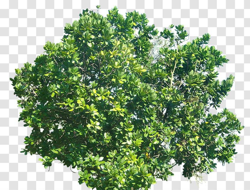 Barringtonia Asiatica Tree Shrub - Branch Transparent PNG