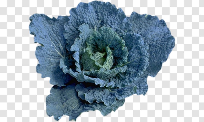 Centerblog Cabbage Broccoli - Cobalt Transparent PNG