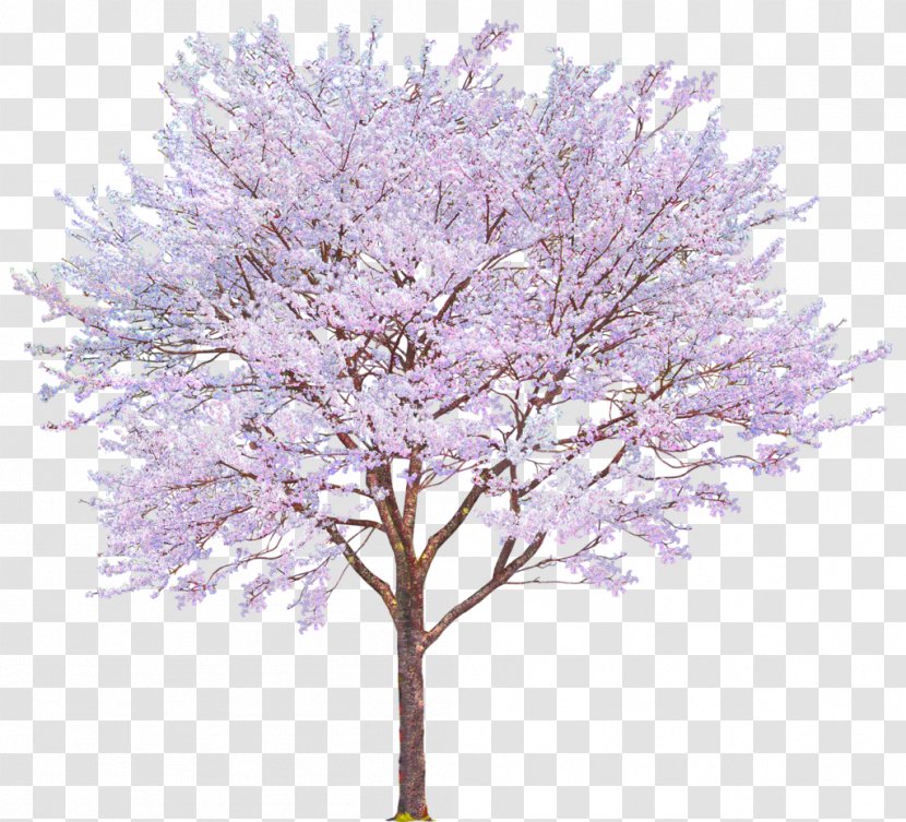 Tree - Lilac - Pink Cherry Decoration Pattern Transparent PNG