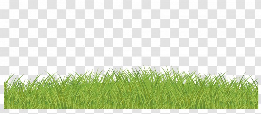 Lawn Green Grasses Family - Vector Grass Transparent PNG