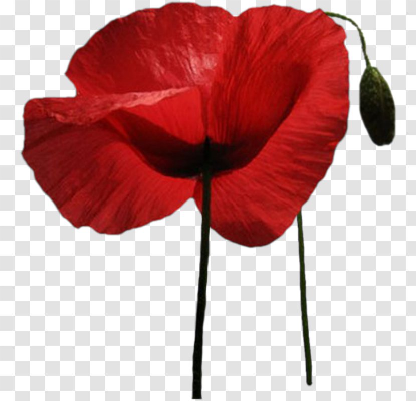 Common Poppy Flower - Raceme - Oriental Poppies Transparent PNG