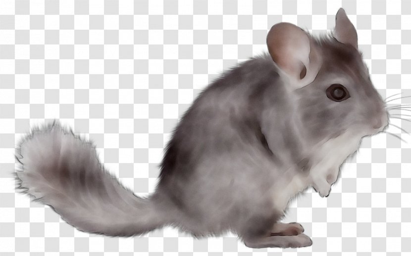 Chinchilla Rodent Hamster Mammal Gerbil - Fur - Rabbit Transparent PNG