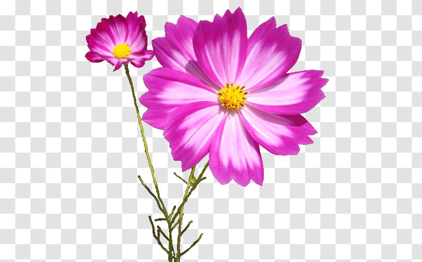 Garden Cosmos - Pink Family - Magenta Transparent PNG