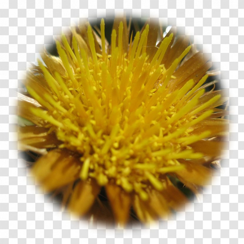 Dandelion - Pollen Transparent PNG