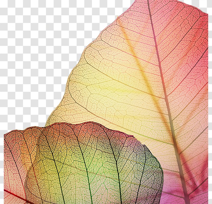 Laptop High-definition Television Display Resolution Video Wallpaper - Highdefinition - Autumn Decorative Elements Veins Transparent PNG