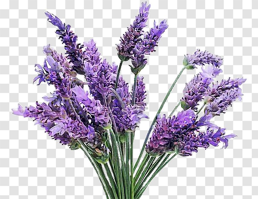 English Lavender French Flowering Plant Lamiaceae - Cutting Transparent PNG