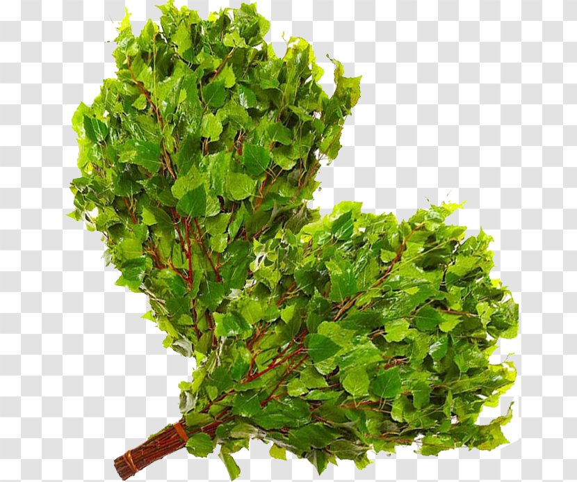 Banya Banny Venik Besom Sauna Birch - Gum Trees - Leaf Vegetable Transparent PNG