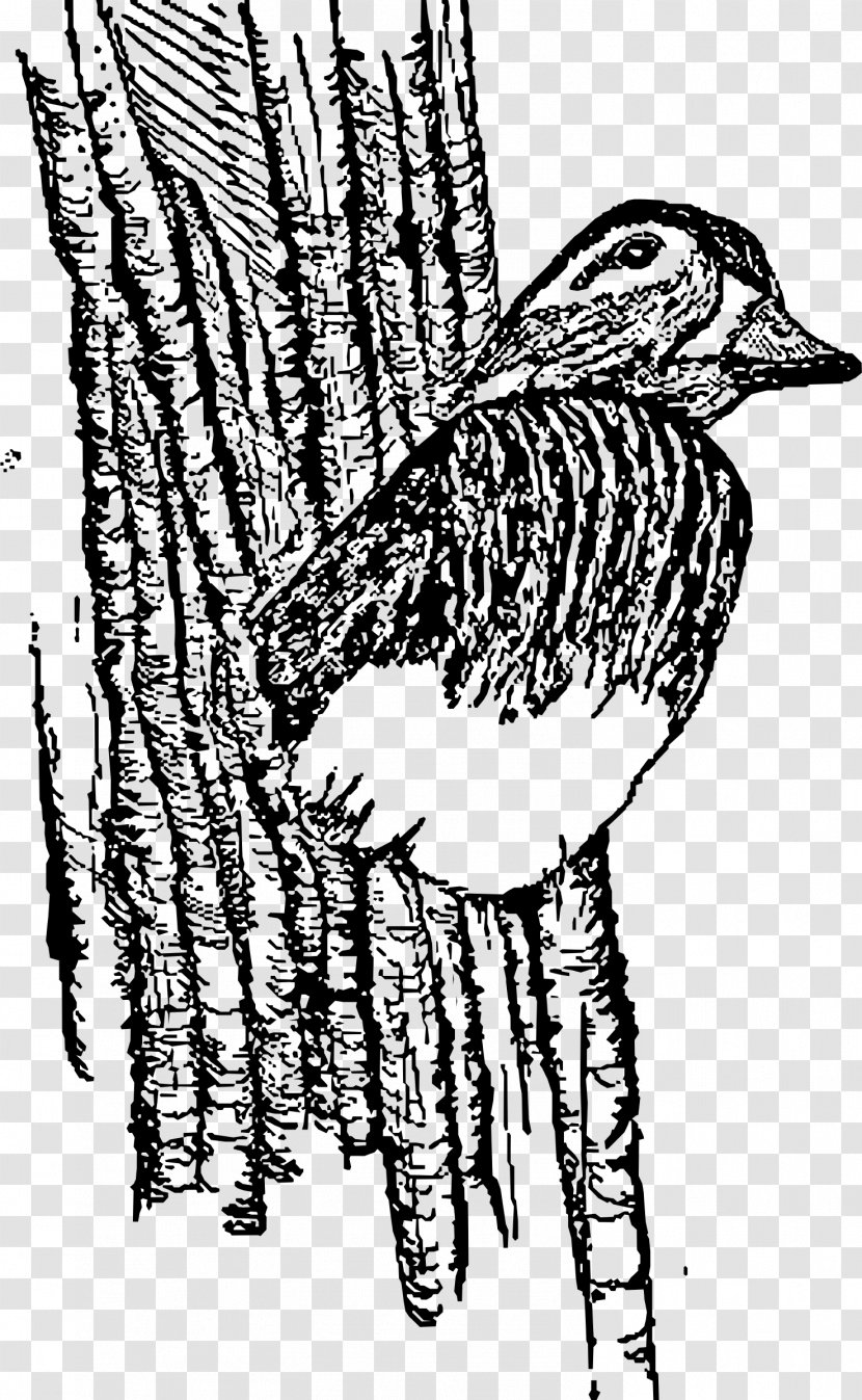 Wood Duck Mallard American Pekin Bird - Silhouette - Hen Transparent PNG