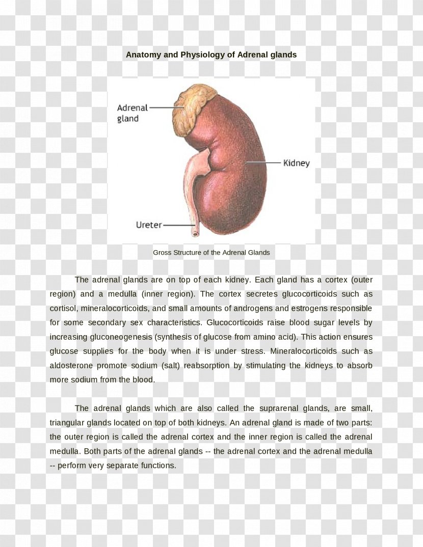 Joint Anatomy Organism Kidney Transparent PNG