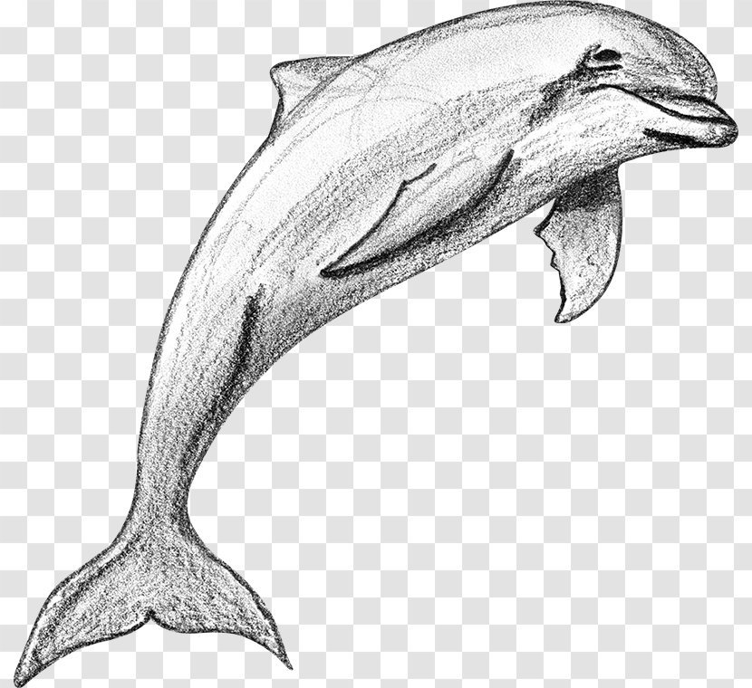 Porpoise Tucuxi Common Bottlenose Dolphin Rough-toothed Short-beaked - Cetacea - Sketch Transparent PNG