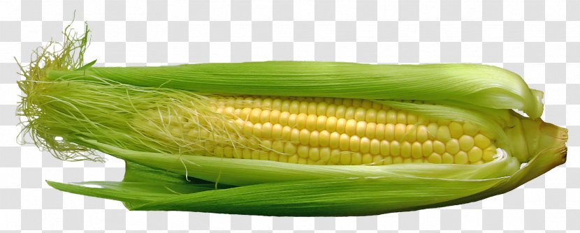 Corn On The Cob Maize Vegetable Food - Baby Transparent PNG