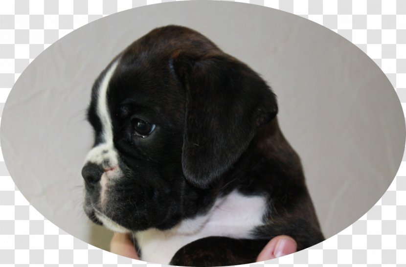 Valley Bulldog Boxerzwinger Von Der Großen Zeder Dog Breed Puppy - Like Mammal Transparent PNG