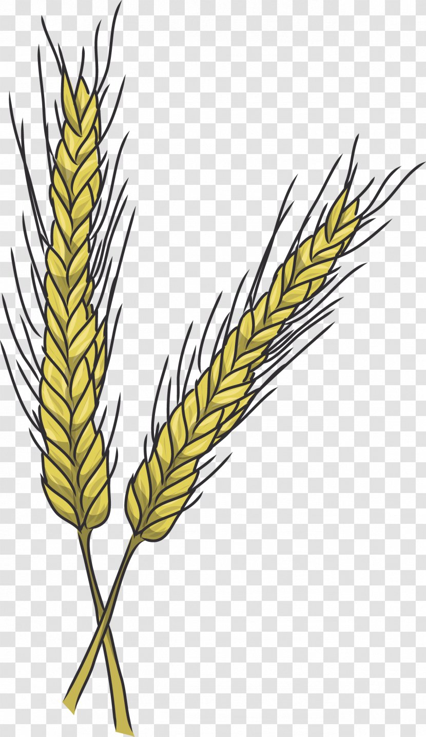 Cereal Emmer Einkorn Wheat Triticale Food Grain - Rye - Rainforest Clipart Transparent PNG