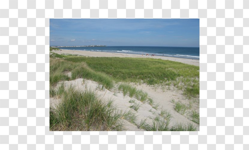 Shore Sea Beach Land Lot Ecoregion - Grass Transparent PNG