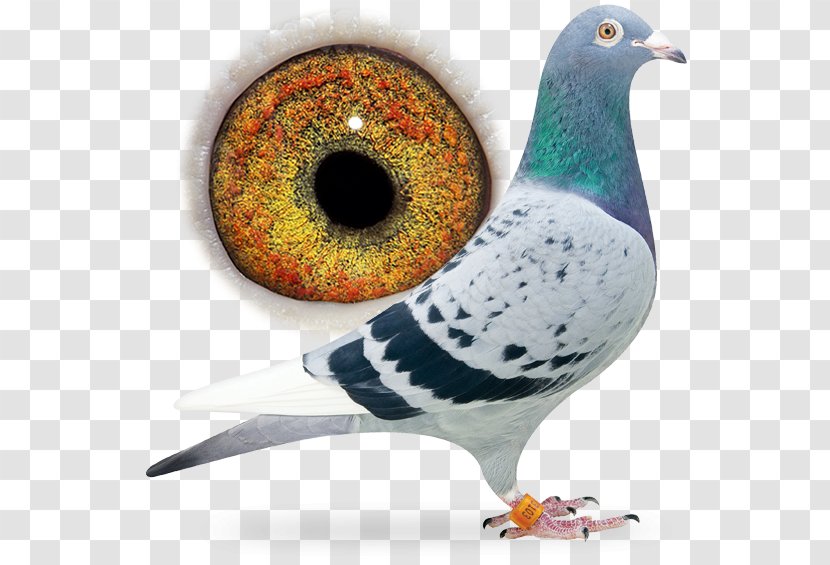 Racing Homer Columbidae Pigeon Bird Breed - Dangling Ring Transparent PNG