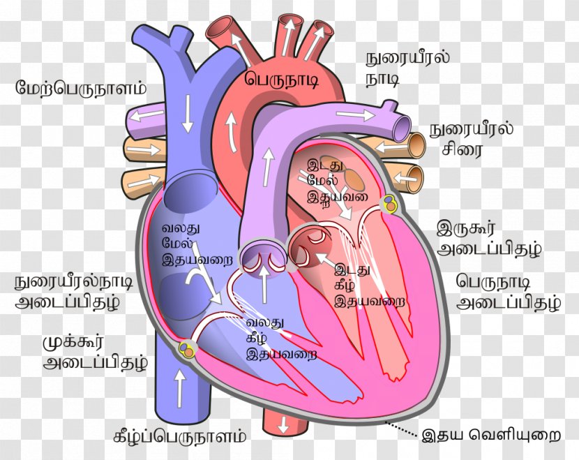 Heart Human Body Circulatory System Ventricle Atrium - Watercolor - Atom Example Sentence Transparent PNG