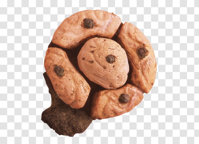 Chocolate Chip Cookie Biscuit M - Food Transparent PNG