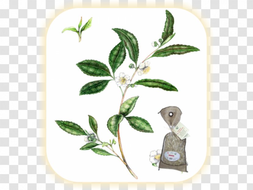 Green Tea Herb Camellia Sinensis Plant - Food Transparent PNG