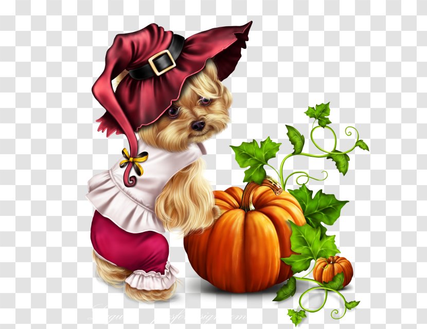 Dog Trick-or-treat Shih Tzu Puppy Yorkshire Terrier - Plant Transparent PNG