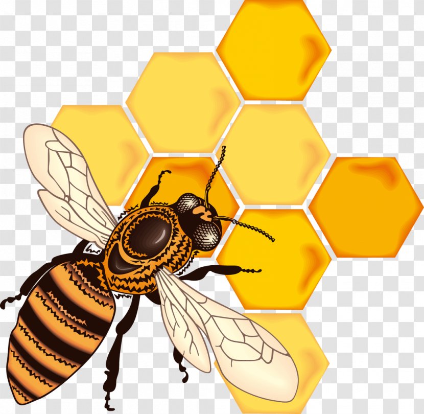 Honey Bee Honeycomb Clip Art - Jeddah Transparent PNG